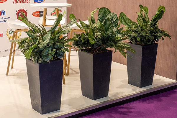 Set2Show Model 2 - A